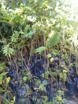 anak pokok tongkat ali 03.jpg