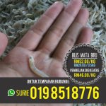 update bilis mata biru.jpg