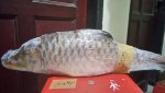 IMG-20181203-WA0001.jpg