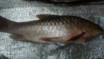 IMG-20181203-WA0002.jpg
