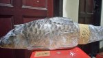 IMG-20181203-WA0004.jpg