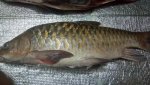 IMG-20181203-WA0005.jpg