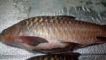 IMG-20181203-WA0006.jpg