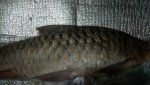 IMG-20181203-WA0008.jpg