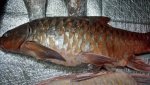 IMG-20181203-WA0009.jpg
