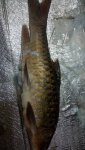 IMG-20181203-WA0012.jpg