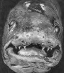 prehistoricfish2.jpg
