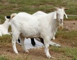 kambing.jpg