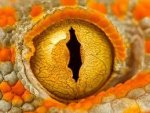 Gecko Eye.jpg