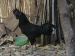 Ayam Cemani hitam.jpg