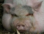 mk-pig.jpg