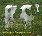 half_cow.jpg