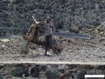 motosikal-afrika-2.jpg