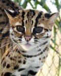 kucing hutan.jpg
