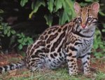 kucing-raksasa-yang-mengagumkan-7168.jpg