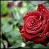 rose_lyn