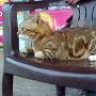 balbul