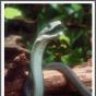 BlackMamba