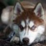 RedFox