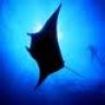 Stingray fx