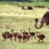 ostrich