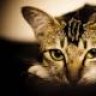 Kucing Jantan