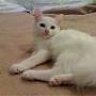 miaow