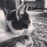 hellmeow88