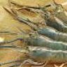 Tokan Udang Galah