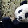 PanDa GoLD