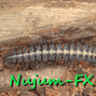 nujum