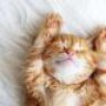 amirul_