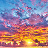 Sunrisepig