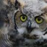 dowl69