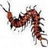 lipan
