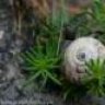 upsnails