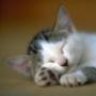 kucing_tido