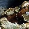 croco