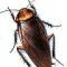 lipaswangi