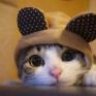 ZUL_BJQ