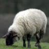 sheep