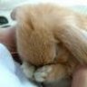 bunnyjelly