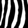 mjzebra