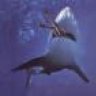 shark5271