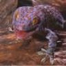 GeckoFx