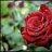rose_lyn