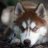 RedFox