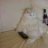 kucing03