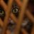 MataMeow