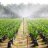 oilplantation